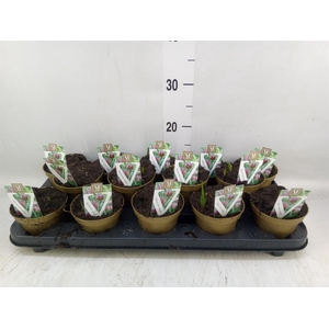 Fritillaria meleagris