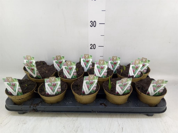 Fritillaria meleagris