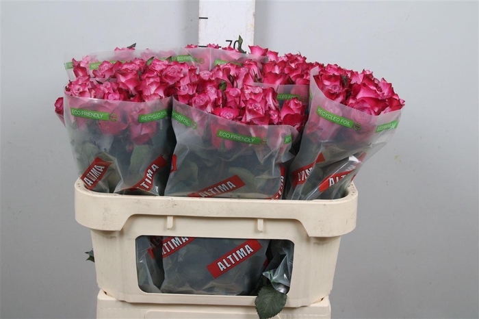 <h4>R Gr Deep Purple B1</h4>