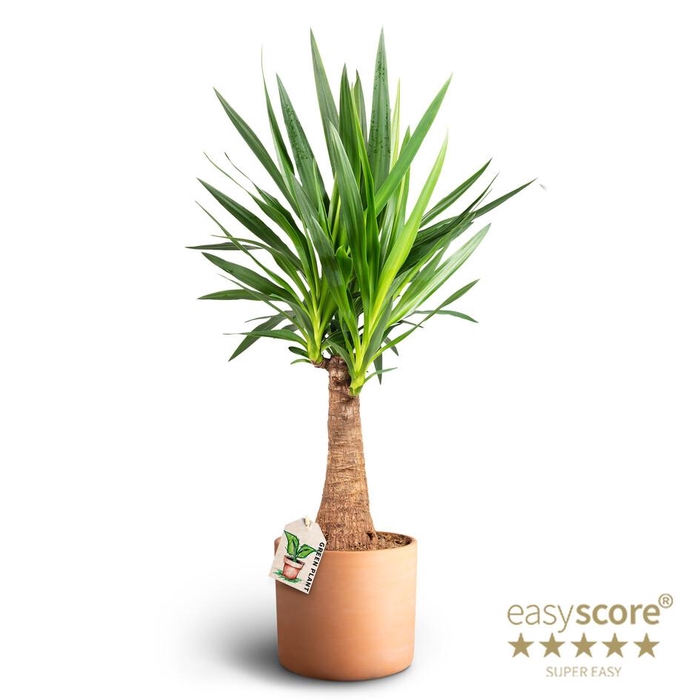 <h4>YUCCA ELEPHANTIPES p26</h4>