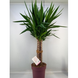 Yucca elephantipes   ...