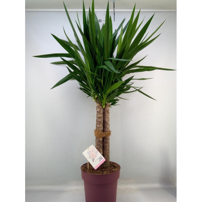 <h4>Yucca elephantipes   ...</h4>