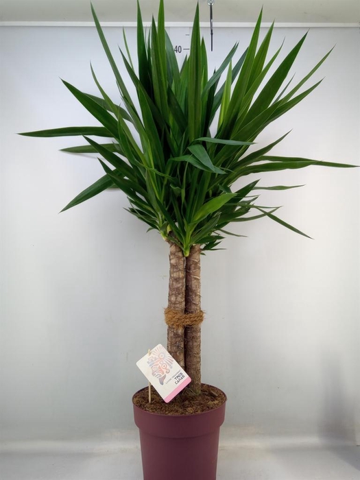 <h4>Yucca elephantipes   ...</h4>