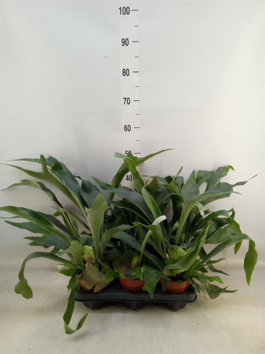 <h4>Platycerium bifurc.</h4>