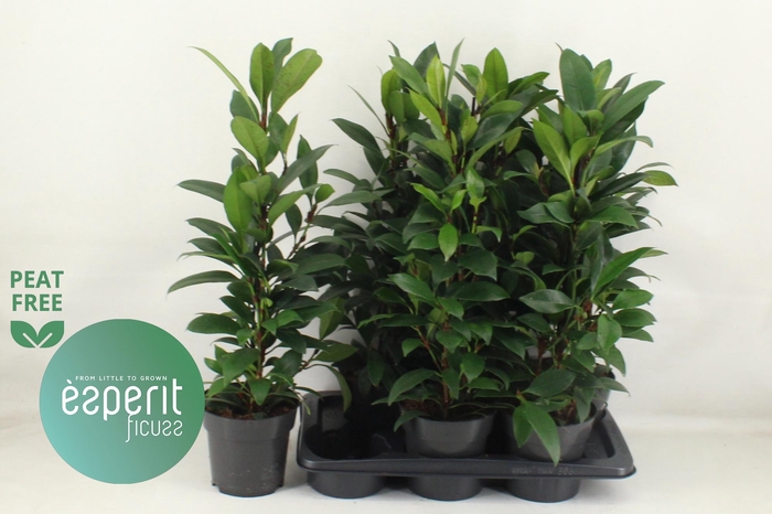 <h4>FIC CYAT COMPACTA</h4>