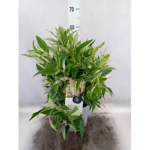 Buddleja davidii 'Butterf CL White'