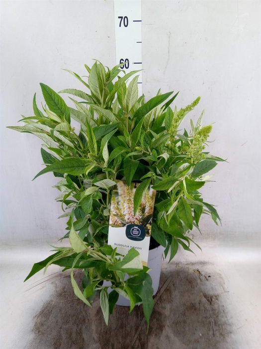 <h4>Buddleja davidii 'Butterf CL White'</h4>