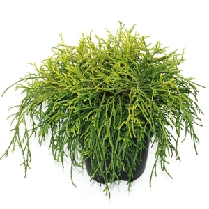 Chamaecyparis pisifera 'Sungold' P17