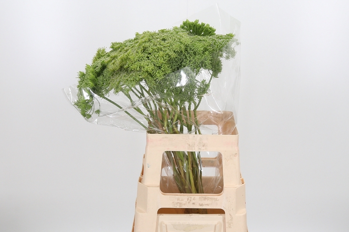 <h4>Ammi Majus Visnaga Zaad</h4>