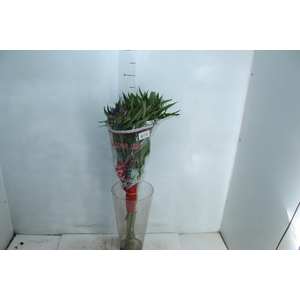 ALSTROEMERIA FLORENTINA 070 CM