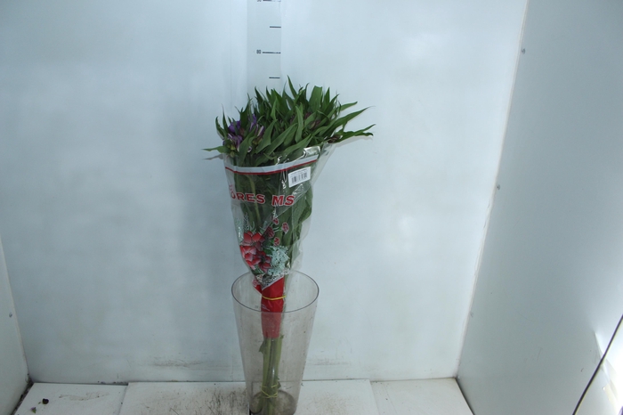 <h4>ALSTROEMERIA FLORENTINA 070 CM</h4>