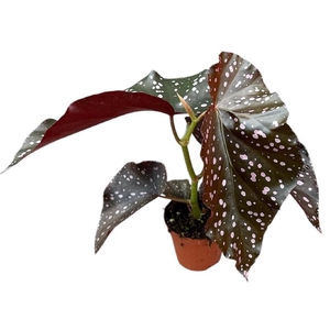 Begonia Palmata D Don