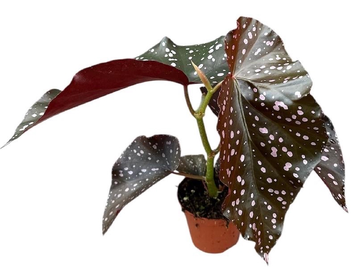 <h4>Begonia Palmata D Don</h4>