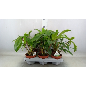 Philodendron   ...