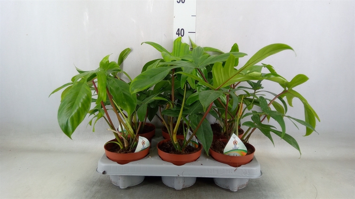 <h4>Philodendron   ...</h4>