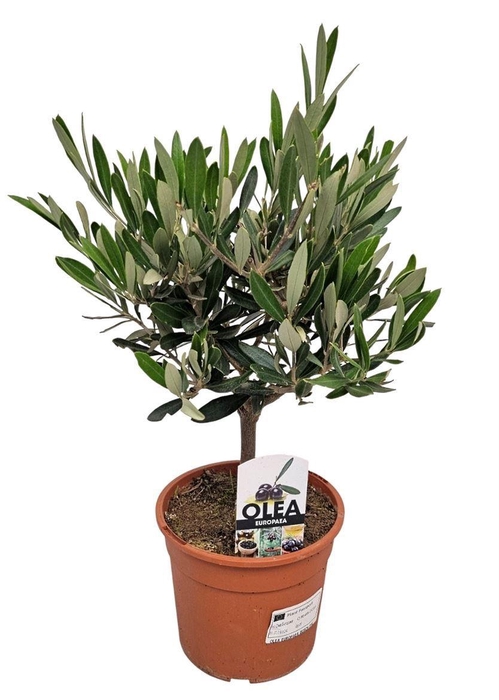 <h4>OLEA EUROPAEA</h4>
