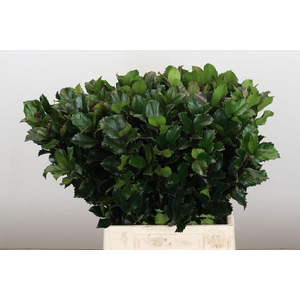 Ilex Meserveae Blue Prince