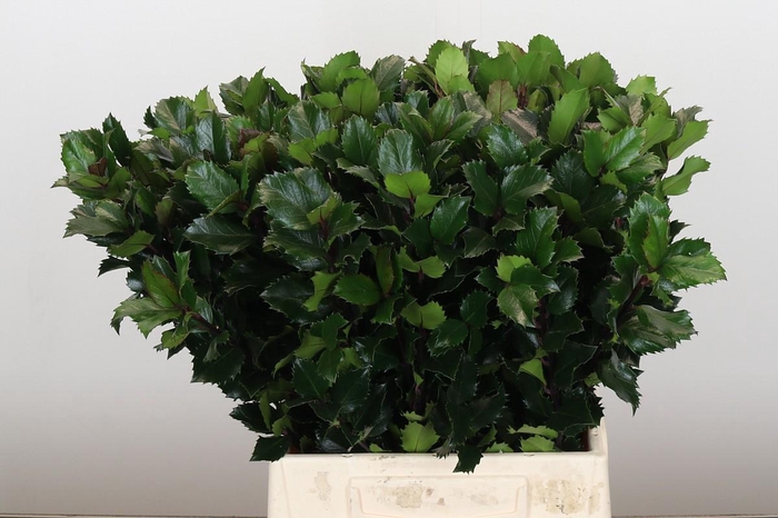 <h4>Ilex Meserveae Blue Prince</h4>