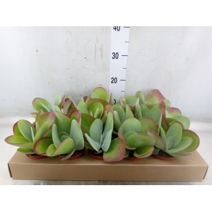 Kalanchoe NF thyrsiflora