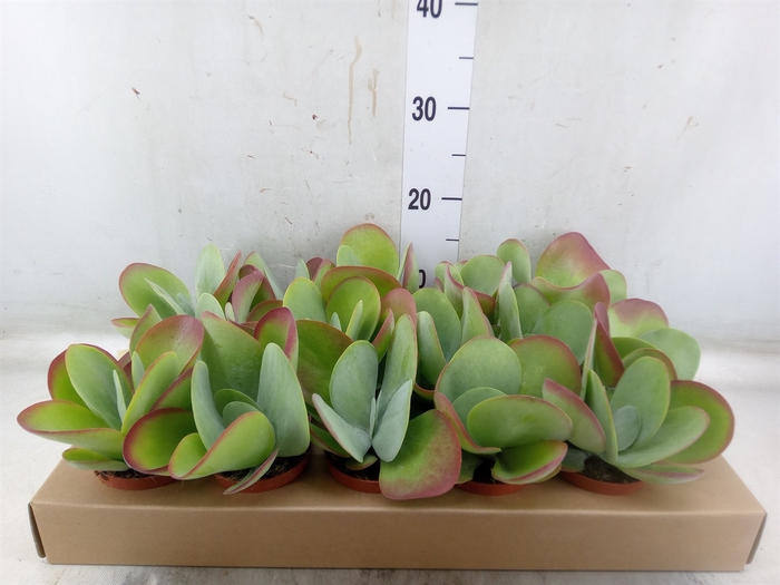 <h4>Kalanchoe NF thyrsiflora</h4>