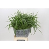 Panicum Fountain
