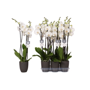 Phalaenopsis White World, 3-spike Anthracite Ceramics