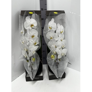 Phalaenopsis Formidablo Niagara Falls 12Ø 70cm 1st