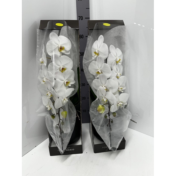 <h4>Phalaenopsis Formidablo Niagara Falls 12Ø 70cm 1st</h4>