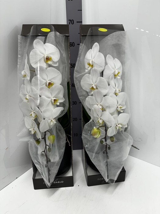 Phalaenopsis Formidablo Niagara Falls 12Ø 70cm 1st