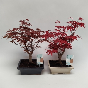 Acer Bonsai Mix 20 cm