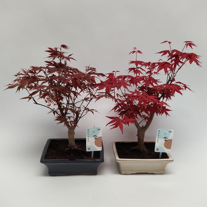 <h4>Acer Bonsai Mix 20 cm</h4>
