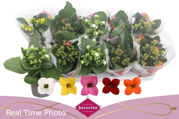 <h4>KAL EN GEM 5 KL</h4>