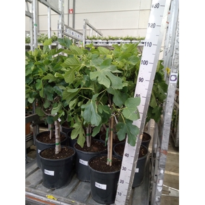 Ficus carica