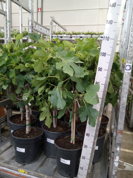 <h4>Ficus carica</h4>
