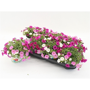 Calibrachoa Trixi Pink Paradise