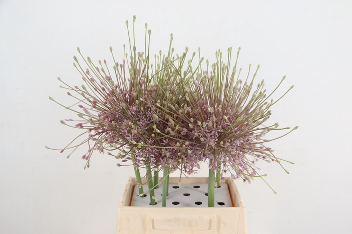 <h4>ALLIUM SCHUBERTII</h4>
