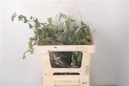 <h4>Smilax Per Bunch 200 Gram</h4>