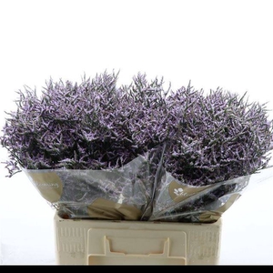 LIM SAF LILAC