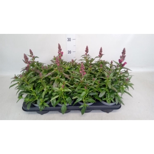 Antirrhinum  'FloriniDiana Br Red'