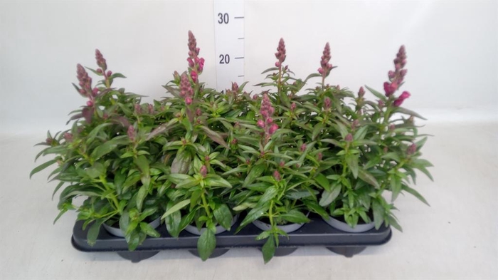 <h4>Antirrhinum  'FloriniDiana Br Red'</h4>