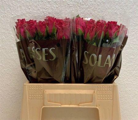 <h4>R Gr Madam Cerise</h4>