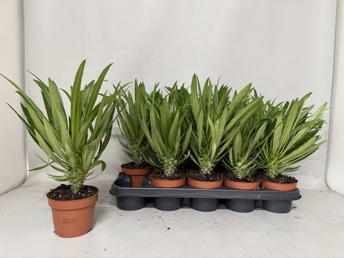 <h4>PACHYPOD LAMEREI</h4>