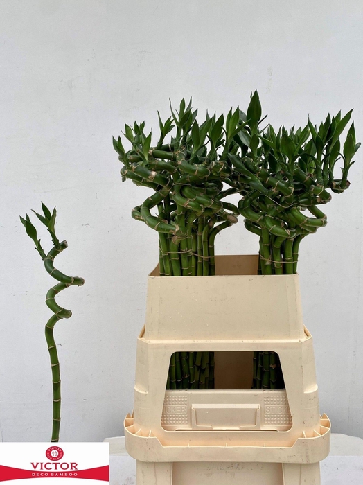 <h4>Drac S Lucky Bamboo</h4>