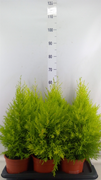 <h4>Cupressus macro. 'Goldcrest Wilma'</h4>
