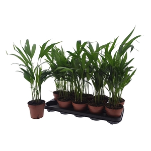 DYPSIS LUTESCENS