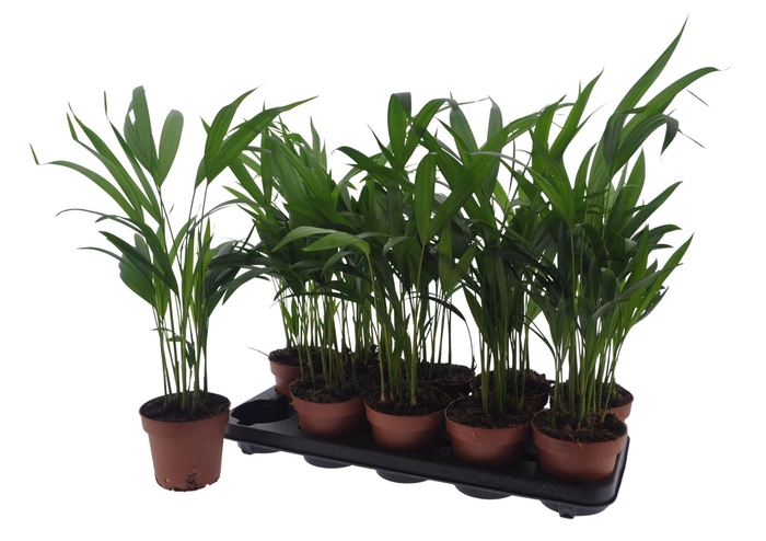 <h4>DYPSIS LUTESCENS</h4>
