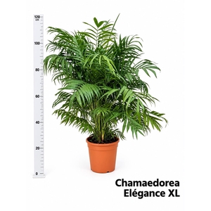 CHAMAED ELEGANS