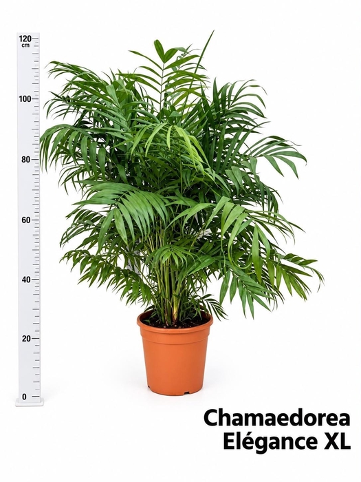 <h4>CHAMAED ELEGANS</h4>