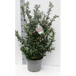 ILEX MES BLUE MAID