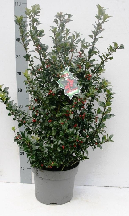 <h4>ILEX MES BLUE MAID</h4>